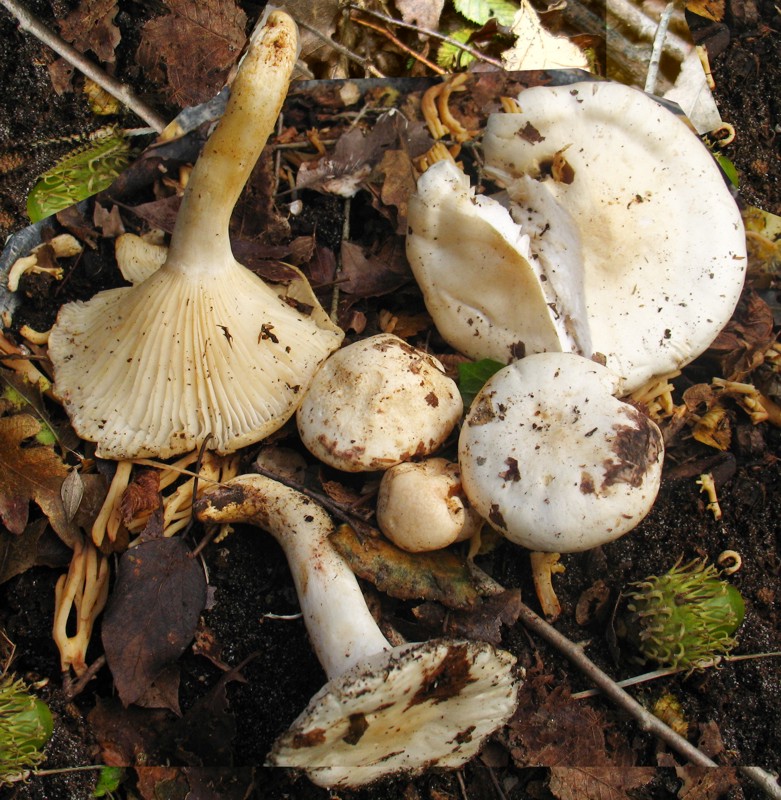 Ancora uno (Hygrophorus penarius)